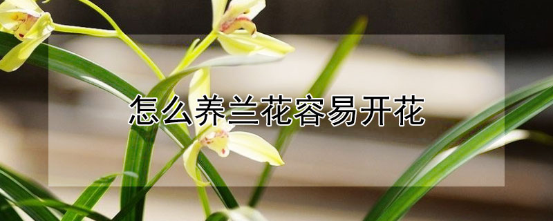 怎么养兰花容易开花（怎么养兰花容易开花呢）