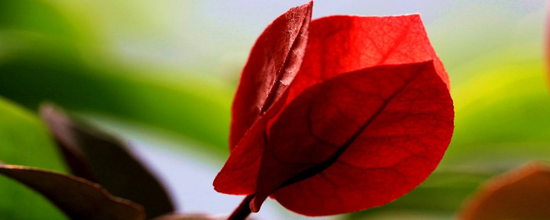 怎样促进三角梅发芽（怎么让三角梅发芽）