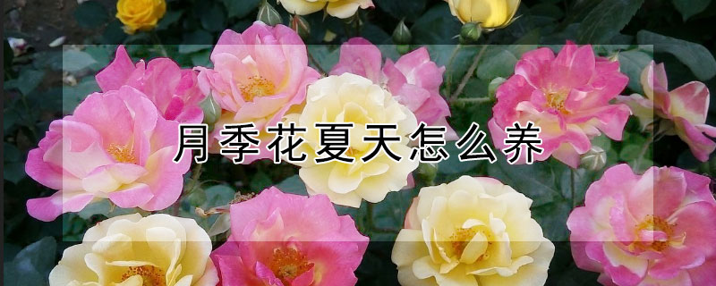 月季花夏天怎么养 月季花夏天怎么养护