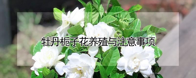 牡丹栀子花养殖与注意事项（牡丹栀子花养殖与注意事项视频）