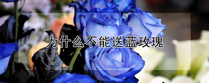 为什么不能送蓝玫瑰（为什么不能送蓝玫瑰 新闻）