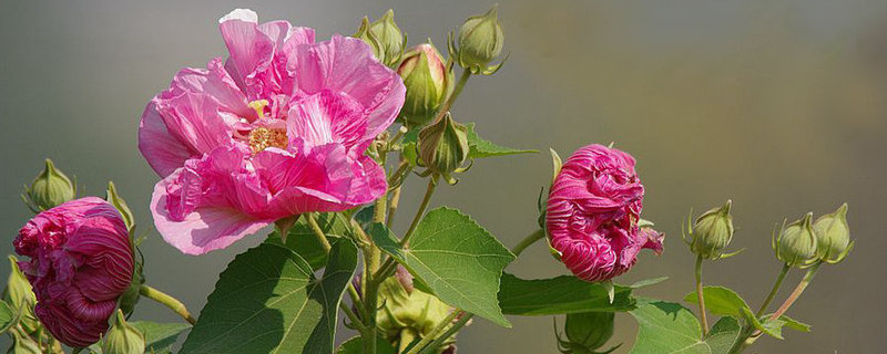 芙蓉花怎样用叶片扦插 芙蓉花叶片扦插方法