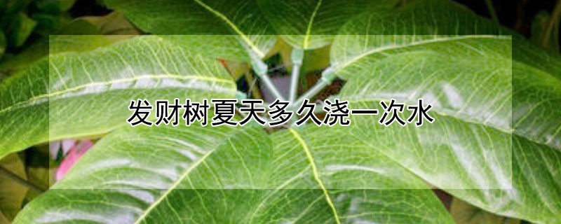 发财树夏天多久浇一次水 发财树夏天多久浇一次水室内