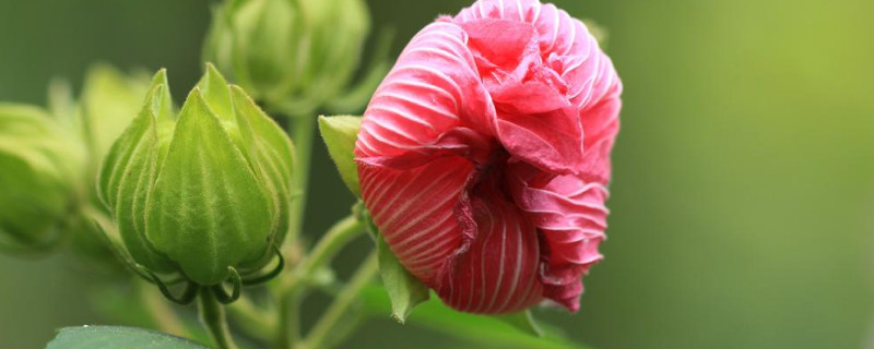 芙蓉花开花期间需要多浇水吗（芙蓉花开花期间需要多浇水吗）