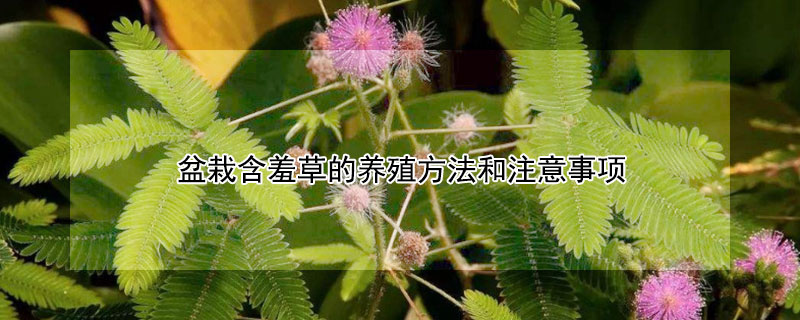 盆栽含羞草的养殖方法和注意事项（盆栽含羞草的养殖方法和注意事项有哪些）