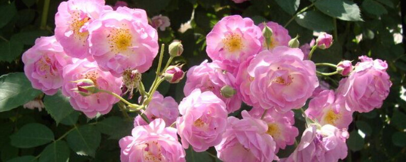 蔷薇花要每天浇水吗（蔷薇花要每天浇水吗为什么）