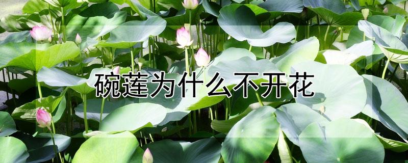 碗莲为什么不开花（碗莲为什么不开花的原因）