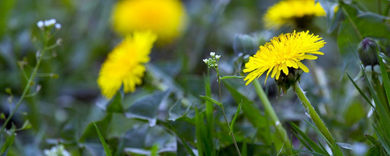 蒲公英怎样种（蒲公英怎样种植）