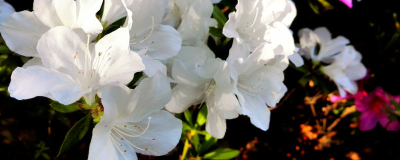 杜鹃花是宿根花卉吗 杜鹃花是宿根花卉吗为什么