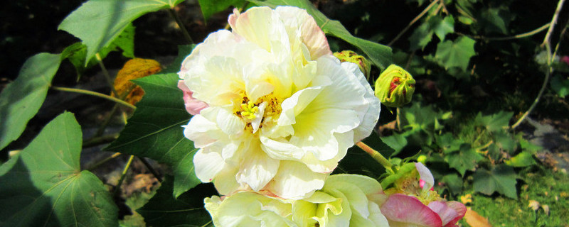 芙蓉花叶子干吧怎么回事（芙蓉花叶子干吧怎么回事啊）