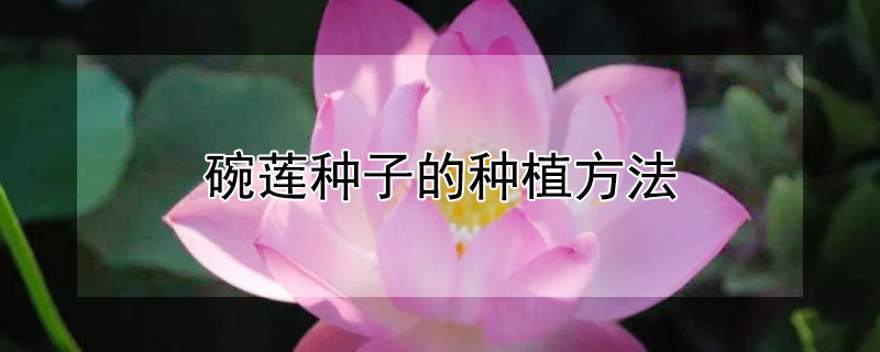 碗莲种子的种植方法 碗莲种子的种植方法全过程视频