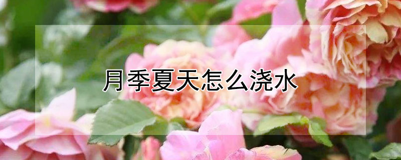 月季夏天怎么浇水（月季夏天怎么浇水呢）