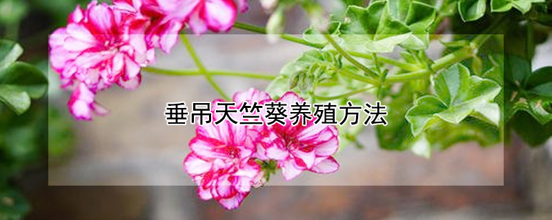 垂吊天竺葵养殖方法 垂吊天竺葵养殖方法和技术