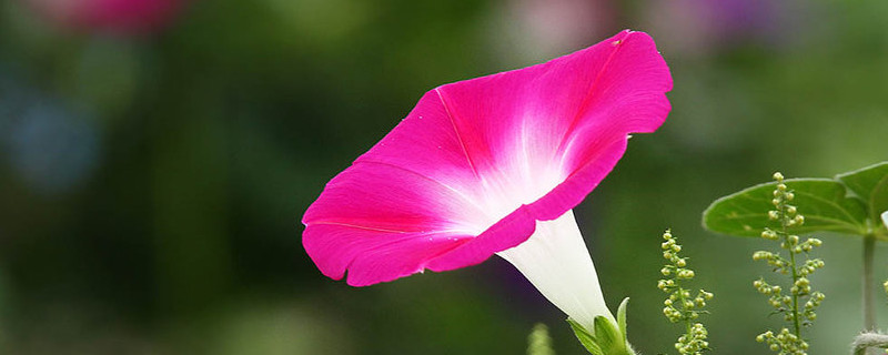 牵牛花能在室内养吗（牵牛花在屋里能种吗）