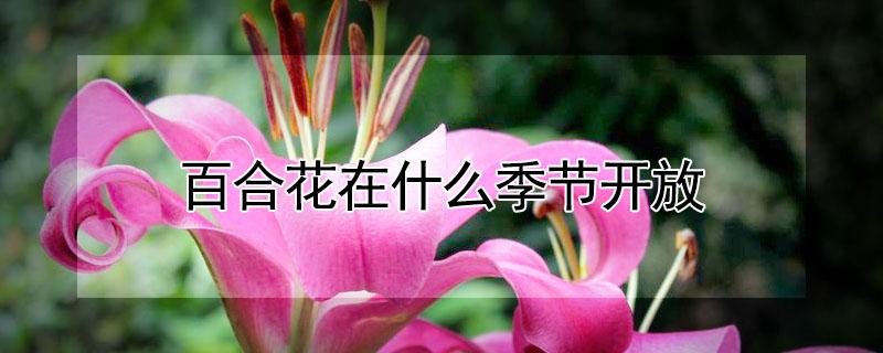百合花在什么季节开放（百合花在什么季节开放得最美）