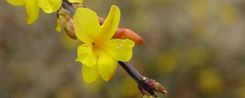 迎春花是什么季节开的 牡丹花是什么季节开的