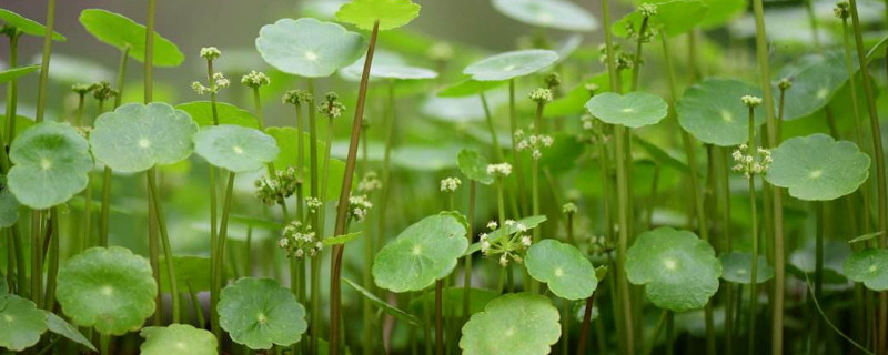 铜钱草开花要剪掉吗（铜钱草开花了,修剪掉的部分怎样处理?）