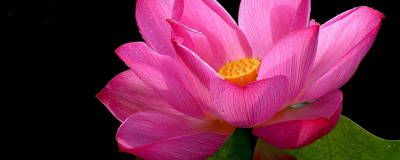 荷花水养怎么养开花（荷花水养怎么养才长得好）