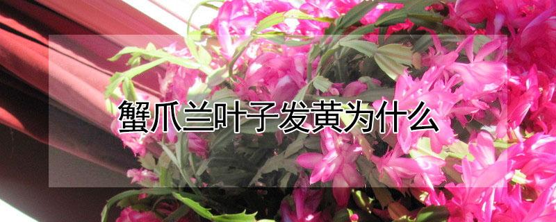 蟹爪兰叶子发黄为什么（蟹爪兰叶子发黄为什么呢）