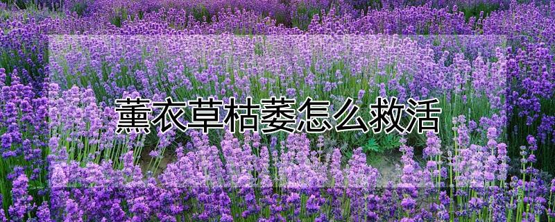 薰衣草枯萎怎么救活（薰衣草枯萎了怎么办）
