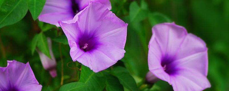 牵牛花叶子发黑干枯 牵牛花叶子变黑