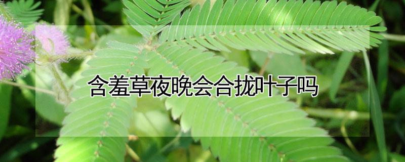 含羞草夜晚会合拢叶子吗 含羞草晚上会合拢叶子吗