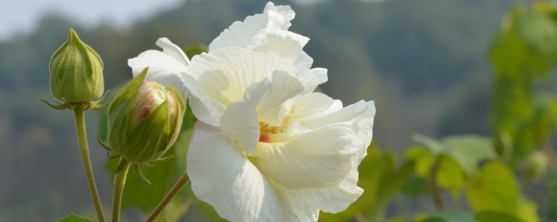 芙蓉花秋季能移栽吗（芙蓉花秋季能移栽吗视频）