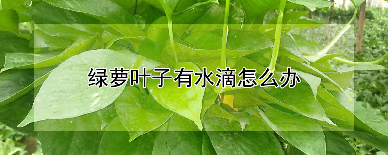 绿萝叶子有水滴怎么办（绿萝叶子有水滴怎么回事）