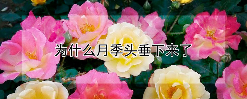 为什么月季头垂下来了（月季突然垂头）