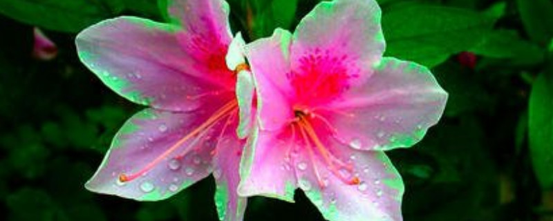 杜鹃花冬天怎么浇水 杜鹃花冬天几天浇一次水