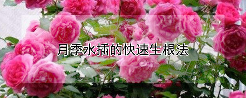 月季水插的快速生根法（月季水插的快速生根法是什么）