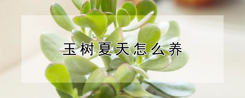 玉树夏天怎么养 玉树夏天怎么养才能长得好