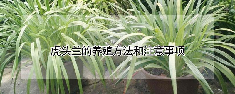 虎头兰的养殖方法和注意事项 虎头兰的养殖方法和注意事项 盆栽