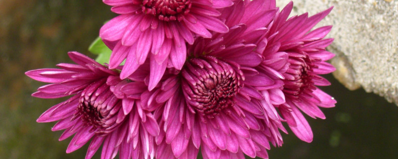 菊花盆栽生虫子怎么办（菊花盆栽生虫子怎么办视频）