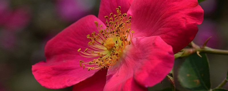 蔷薇花为什么叫蔷薇花 蔷薇花是