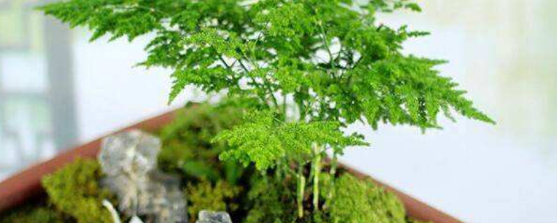 文竹变黄了还能恢复吗（文竹一般多久浇一次水）