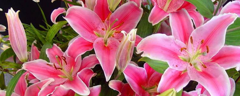 百合花苞变黑怎么处理（百合花苞变黑怎么处理视频）
