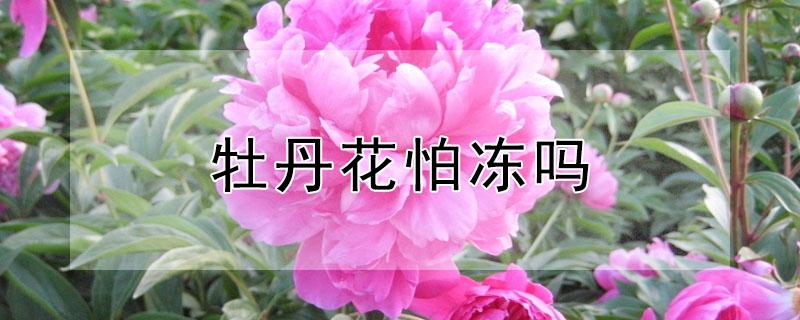 牡丹花怕冻吗（牡丹花怕冻吗冬天怎么维护）