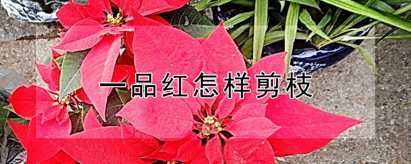 一品红怎样剪枝（一品红的修剪方法有哪些）