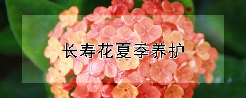 长寿花夏季养护 长寿花夏季养护技巧