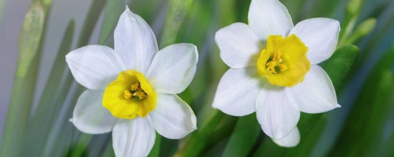水仙花什么季节开花 水仙花什么季节开花的