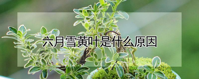 六月雪黄叶是什么原因（六月雪黄叶掉叶怎么办?）
