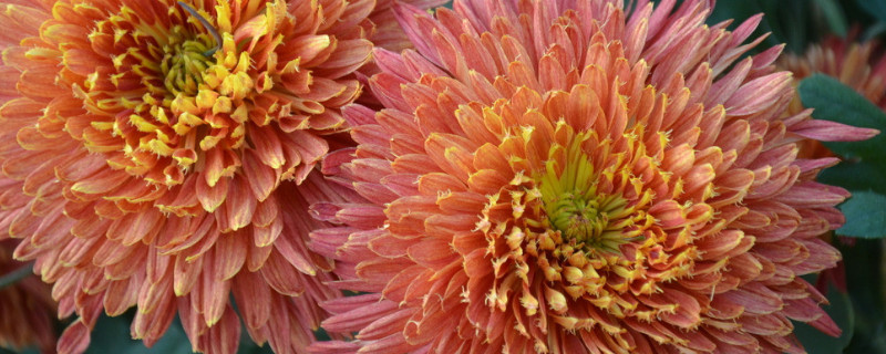 菊花什么时候压枝好活 菊花什么时候打枝