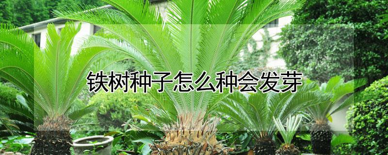 铁树种子怎么种会发芽 铁树种子怎么种会发芽快