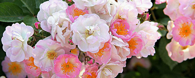 蔷薇花夏天可以插扦吗（蔷薇花夏天可以移栽吗）