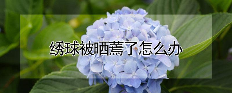 绣球被晒蔫了怎么办（绣球被晒干了怎么办）