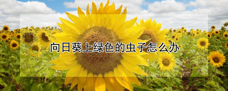 向日葵上绿色的虫子怎么办 向日葵上绿色的虫子怎么办图片