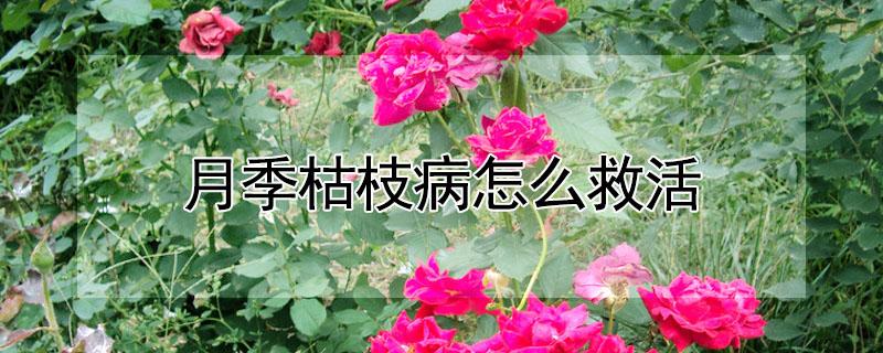 月季枯枝病怎么救活（月季枯枝病怎么治疗）
