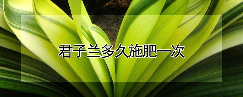 君子兰多久施肥一次 君子兰多久施肥一次合适