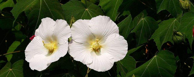 芙蓉花长虫子了怎么办（芙蓉花长虫子了怎么回事）